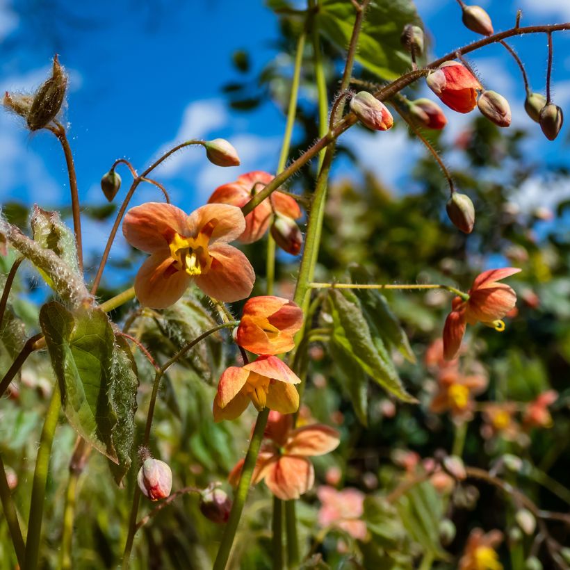 Epimedium warleyense - Warley-Elfenblume (Blüte)