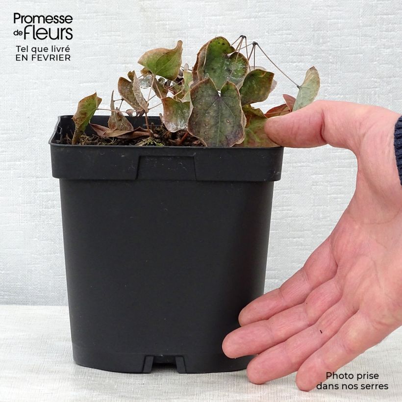 Exemplar von Epimedium warleyense - Warley-Elfenblume Topf mit 2L/3L wie im Winter geliefert