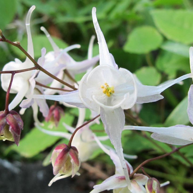Epimedium youngianum Niveum - Elfenblume (Blüte)