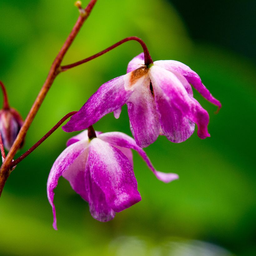 Epimedium youngianum Roseum - Elfenblume (Flowering)