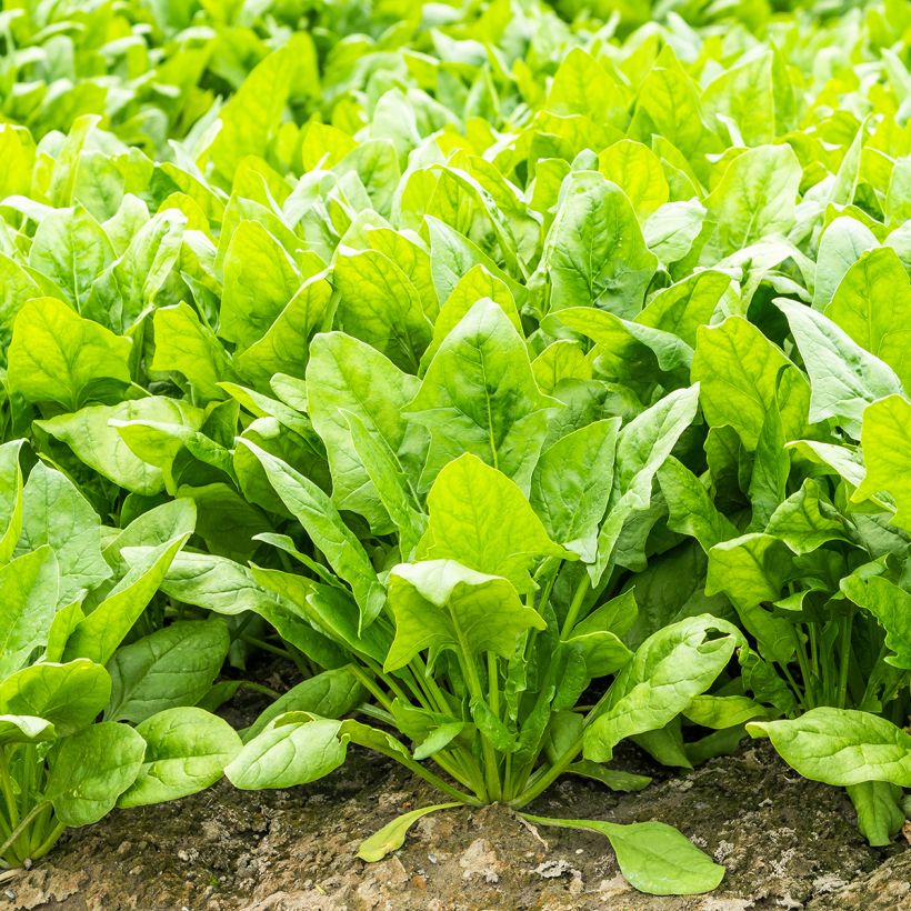 Rote Bete Perpetual (Wuchs)