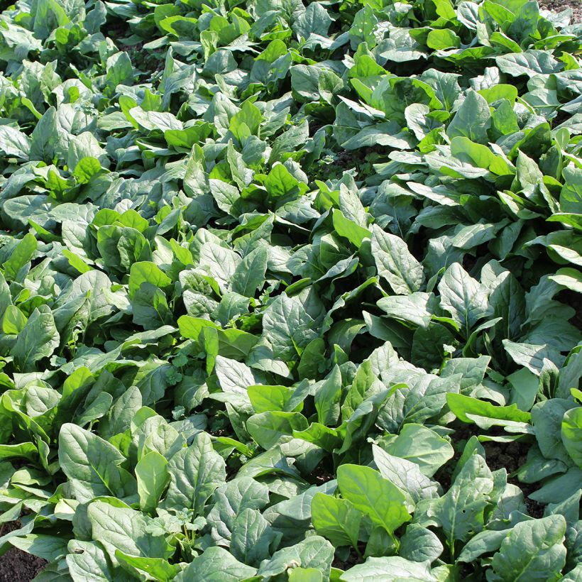 Spinat Picasso F1 (Laub)