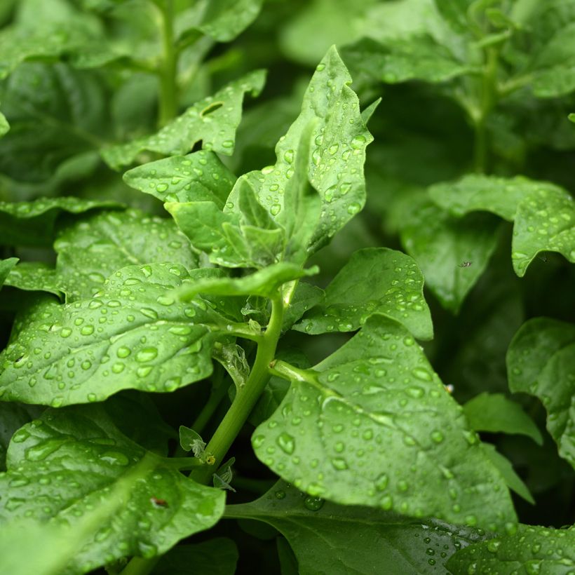 Neuseelandspinat - Tetragonia tetragonioides (Laub)