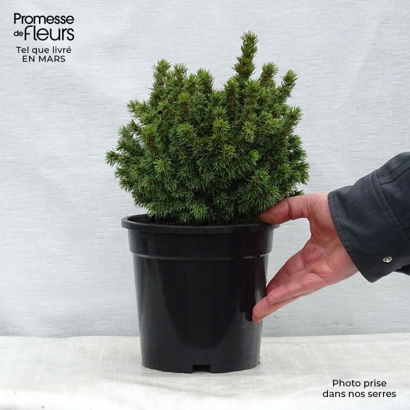 Example of Picea glauca Alberta Globe Topf mit 2L/3L as you get in printemps