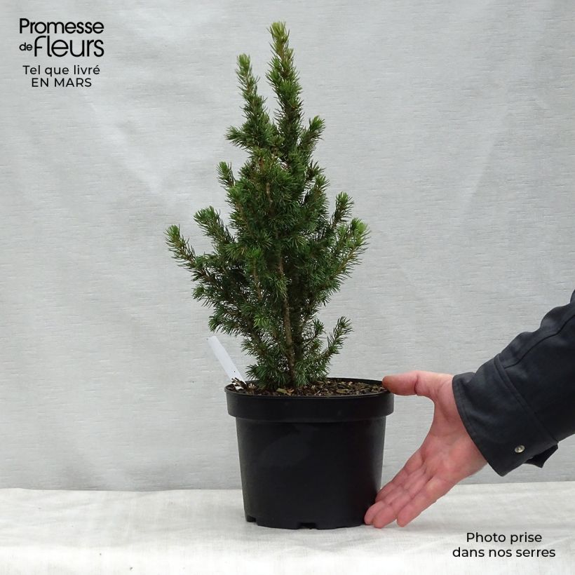 Example of Picea glauca Daisy's White Topf mit 2L/3L as you get in printemps