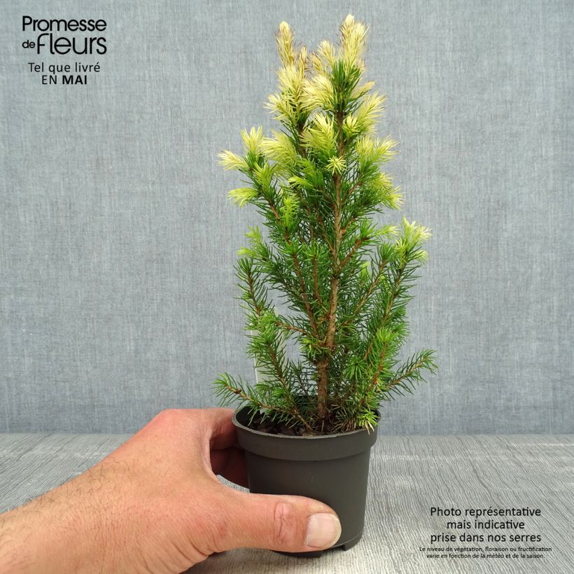 Example of Picea glauca Daisy's White Kleine Töpfe von 8/9 cm as you get in printemps
