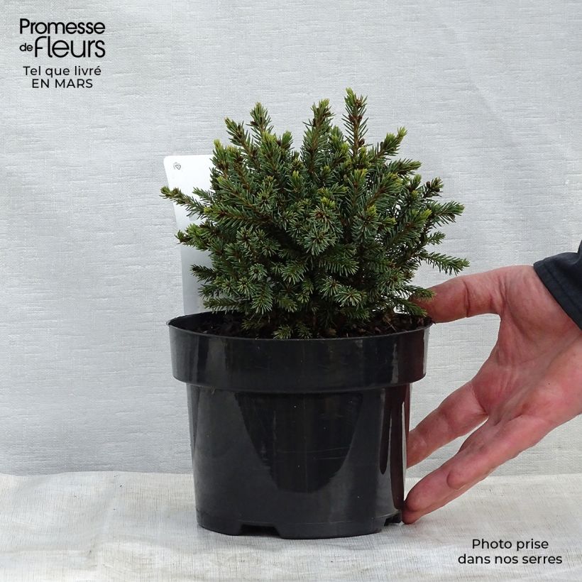 Example of Picea glauca Echiniformis Topf mit 2L/3L as you get in printemps