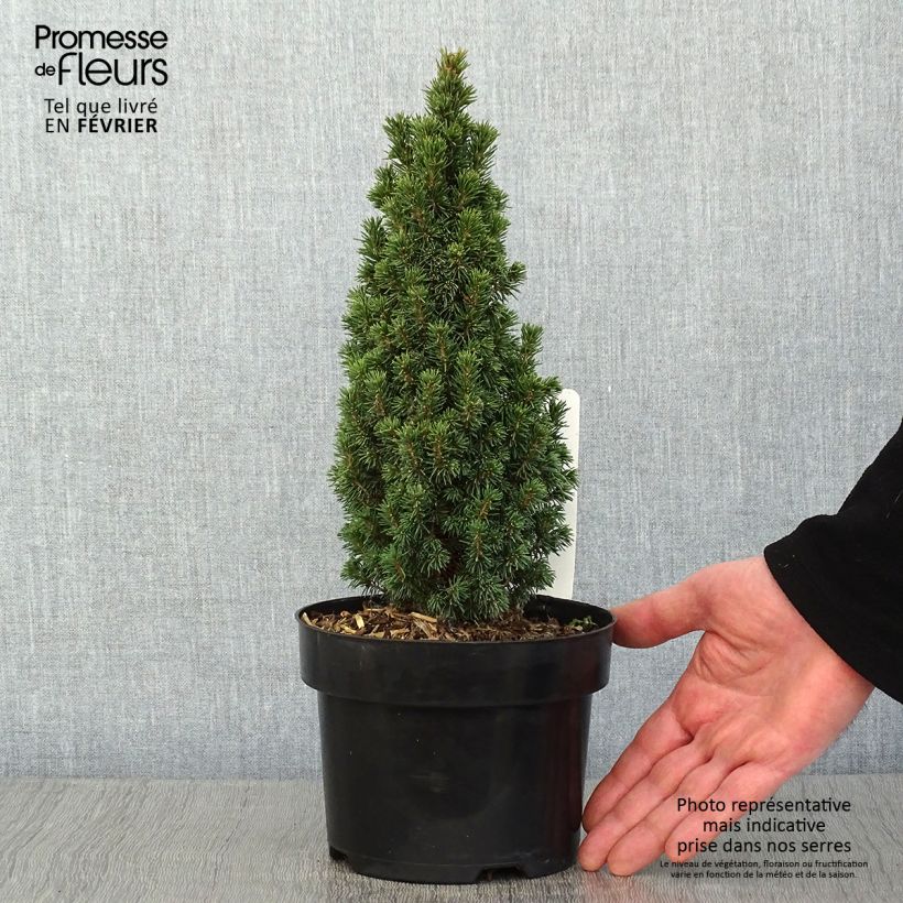 Example of Picea glauca Piccolo Topf mit 2L/3L as you get in hiver