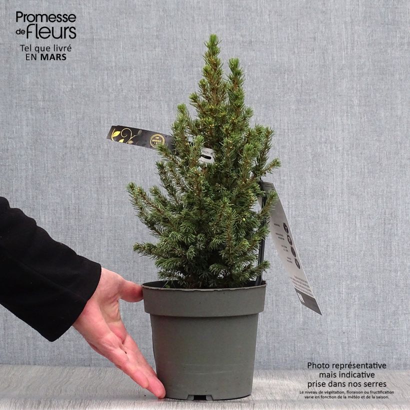 Example of Picea glauca Sun on the Sky Topf mit 2L/3L as you get in printemps