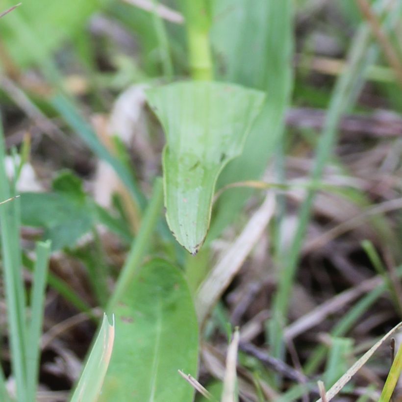 Epipactis palustris - Sumpfwurz (Foliage)