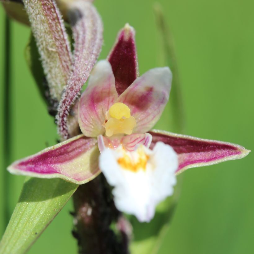 Epipactis palustris - Sumpfwurz (Flowering)