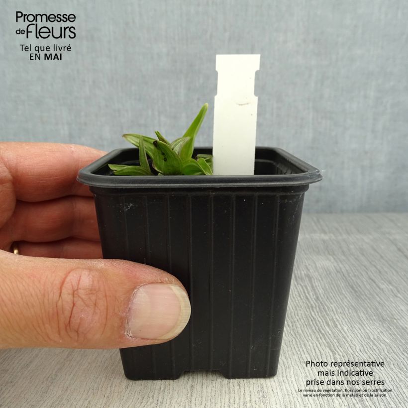 Example of Epipactis palustris - Sumpfwurz Kleine Töpfe von 8/9 cm as you get in printemps