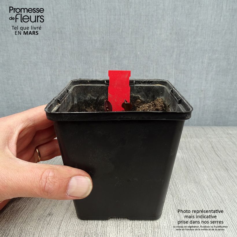 Example of Epipactis palustris - Sumpfwurz Topf mit 1L/1,5L as you get in printemps