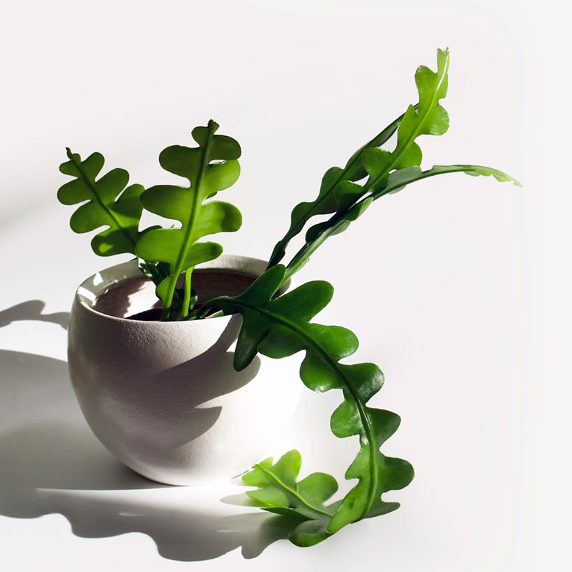 Sägeblattkaktus - Epiphyllum anguliger (Laub)