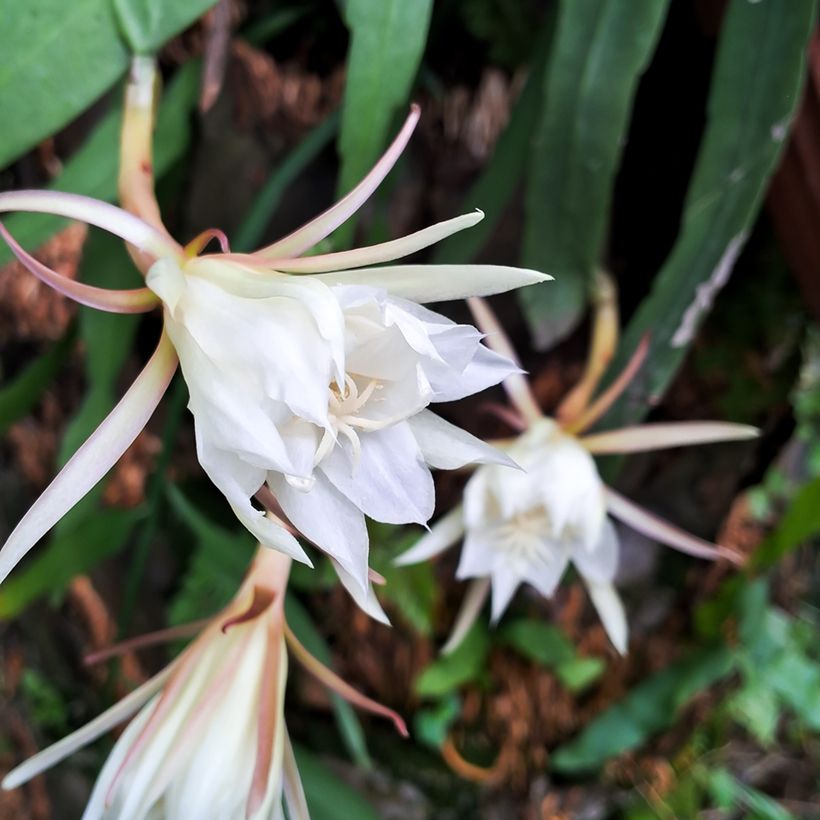 Sägeblattkaktus - Epiphyllum anguliger (Blüte)
