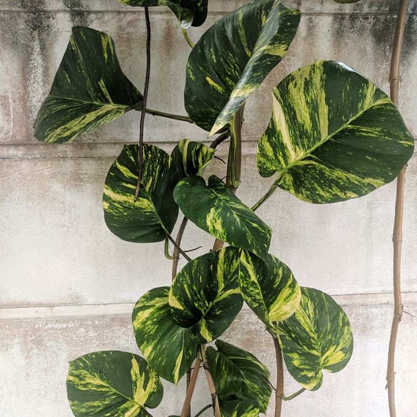 Efeutute - Epipremnum aureum (Foliage)