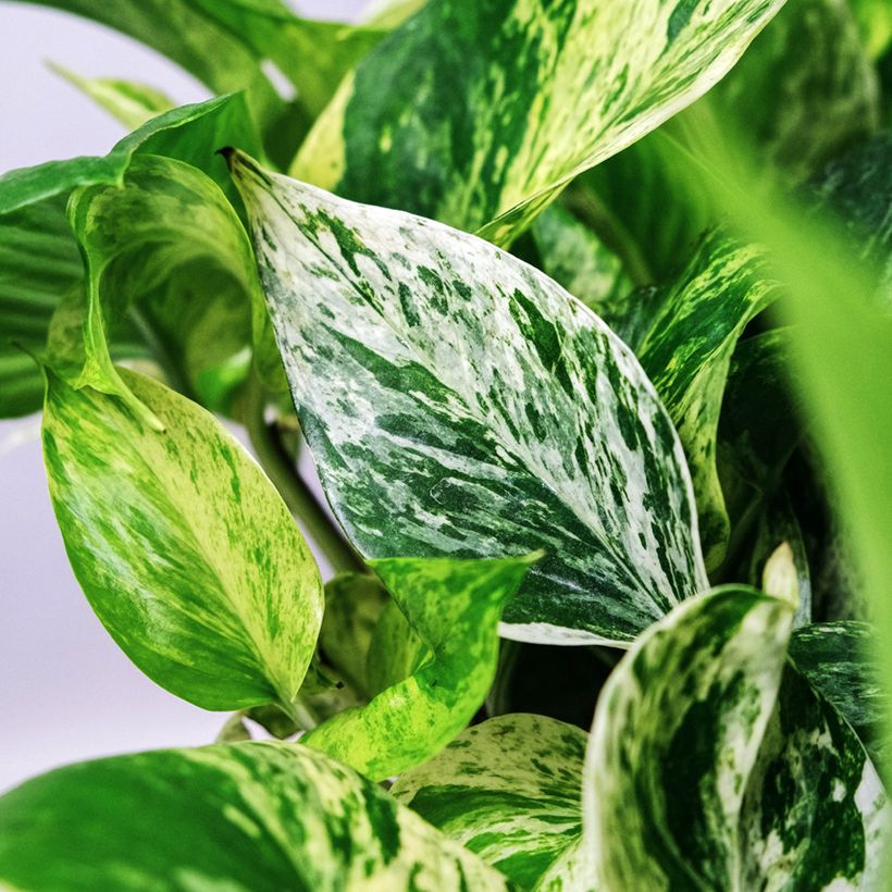 Efeutute - Epipremnum aureum Marble Queen (Foliage)