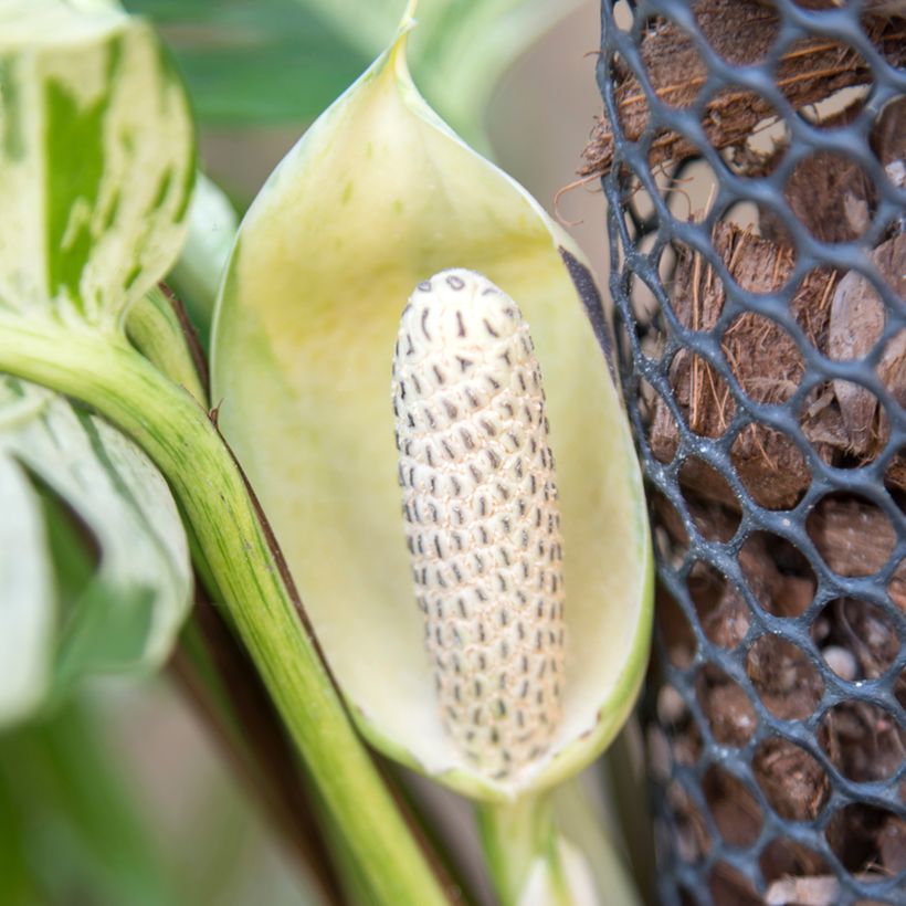 Efeutute - Epipremnum aureum Marble Queen (Flowering)