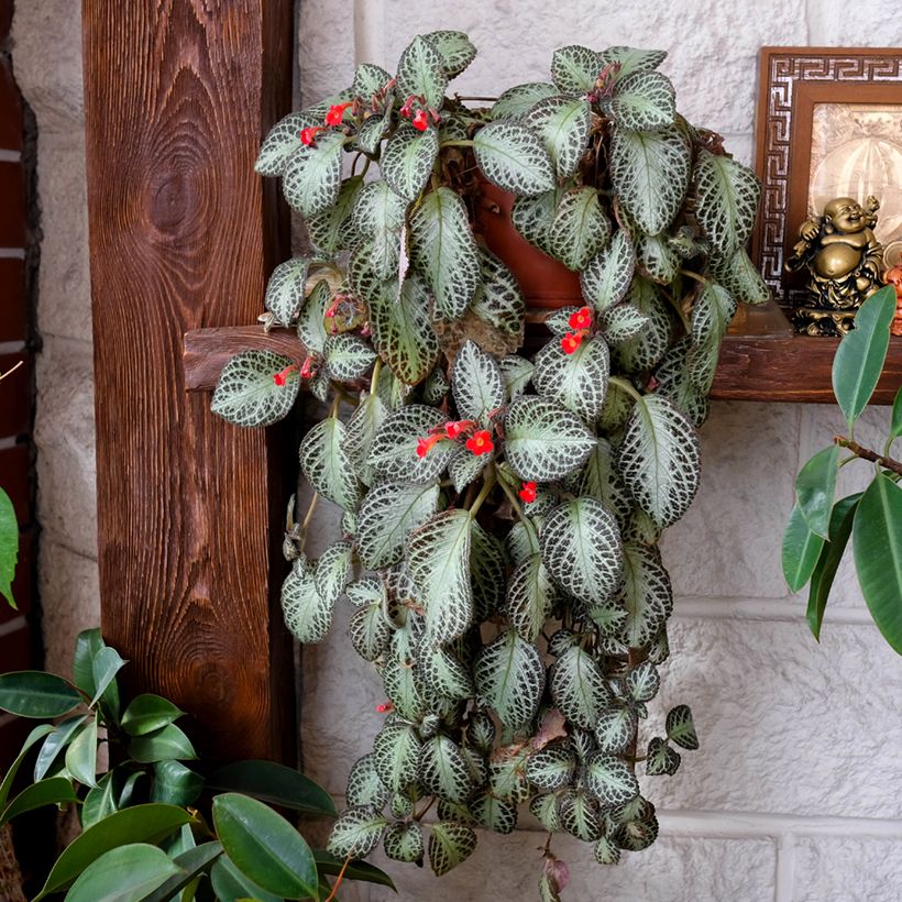 Episcia Silver Shield (Plant habit)