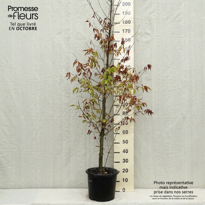 Exemplar von Hainbuchen-Ahorn - Acer carpinifolium Topf mit 7,5L/10L, Stämmchen wie im Herbst geliefert