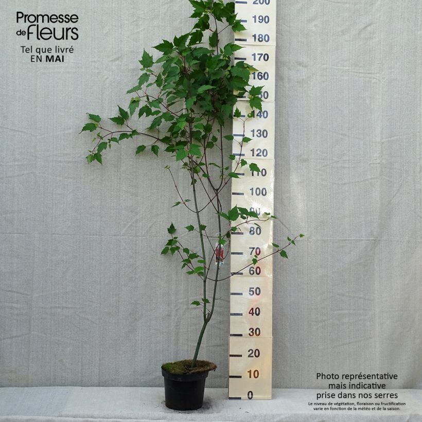 Example of Roter Schlangenhaut-Ahorn - Acer capillipes Topf mit 7,5L/10L, Stämmchen as you get in printemps