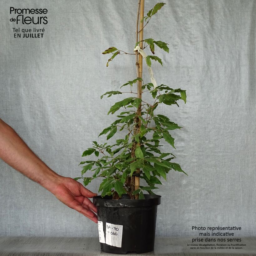 Example of Dreiblütiger Ahorn - Acer triflorum Topf mit 4L/5L as you get in ete