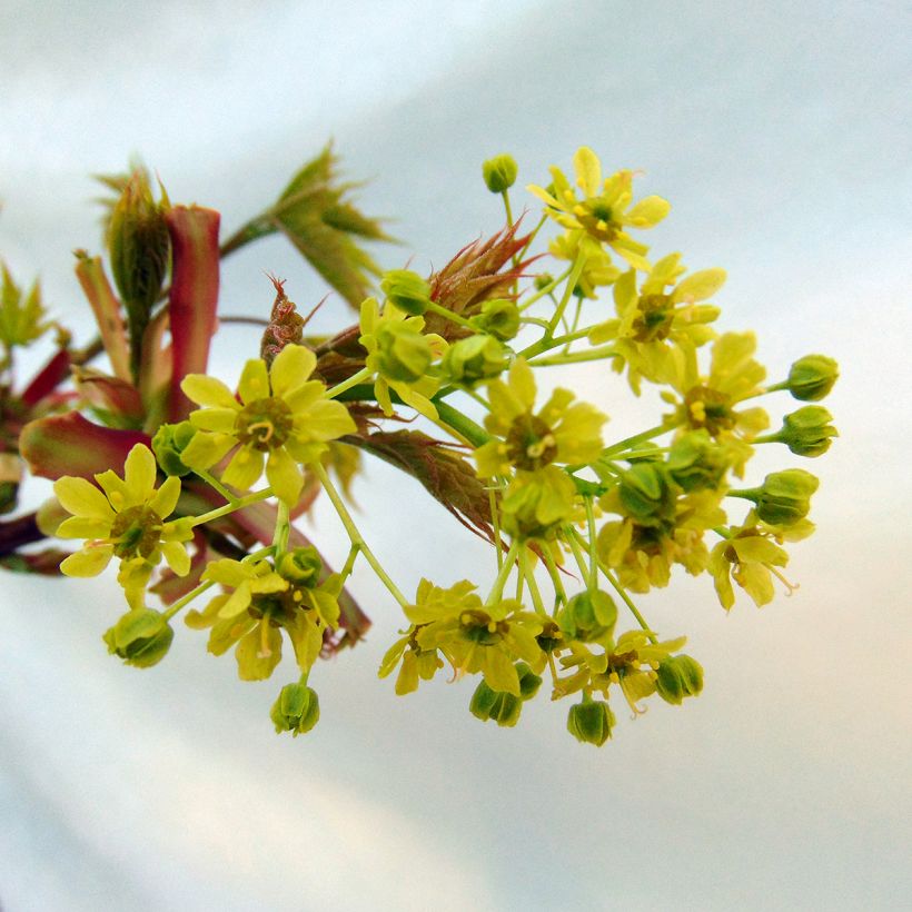 Spitz-Ahorn Globosum - Acer platanoides (Blüte)