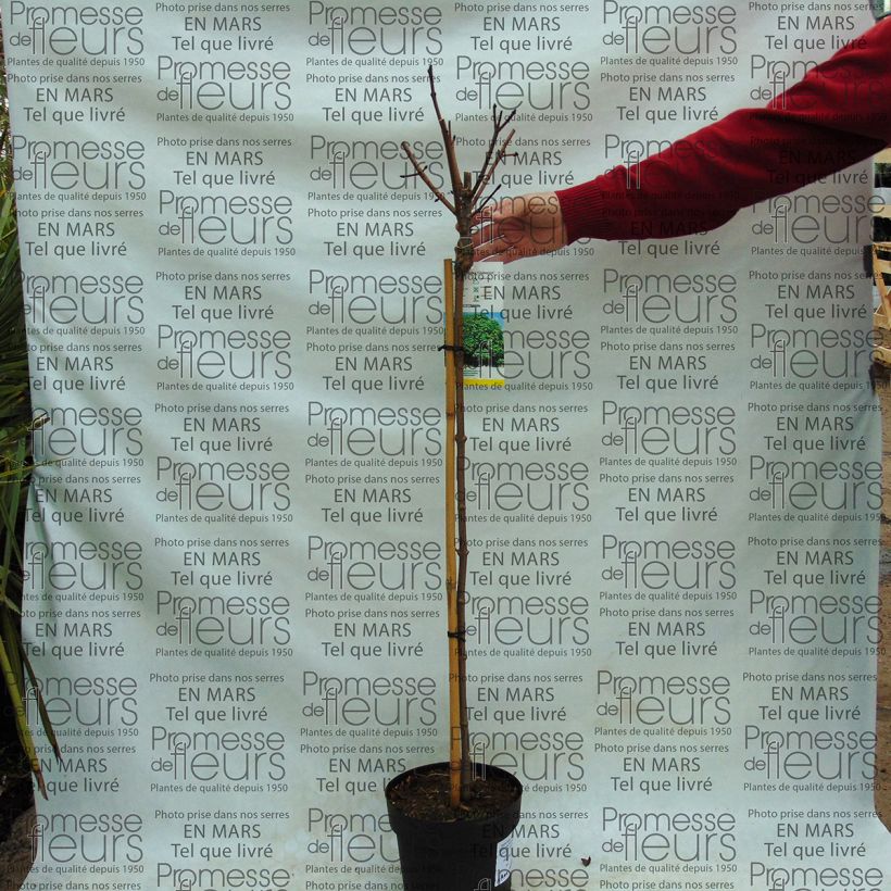 Beispiel eines Exemplars von Spitz-Ahorn Globosum - Acer platanoides Topf mit 3L/4L, Stamm wie geliefert