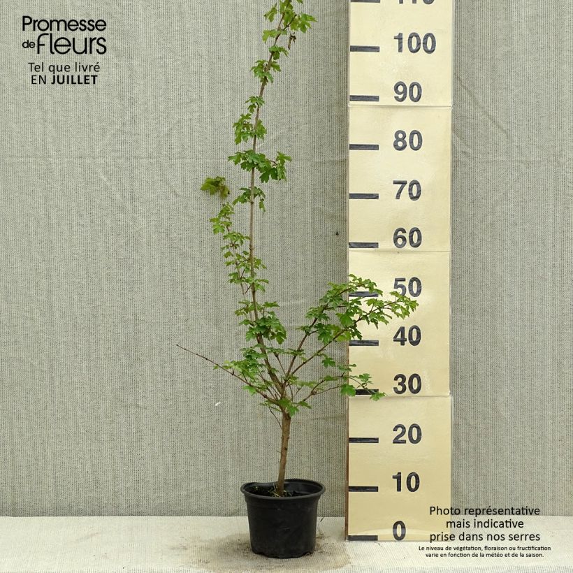 Exemplar von Feld-Ahorn - Acer campestre Topf mit 2L/3L wie im Sommer geliefert