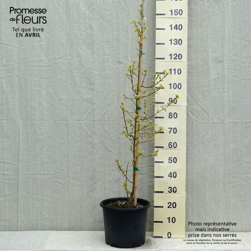 Example of Feld-Ahorn Carnival - Acer campestre Topf mit 12L/15L, Stämmchen as you get in printemps