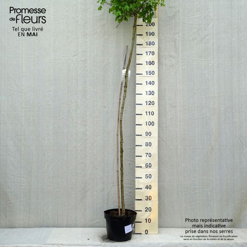 Exemplar von Feld-Ahorn Nanum - Acer campestre Topf mit 20L/25L, Stamm wie im Frühjahr geliefert