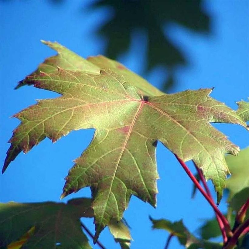 Rot-Ahorn Autumn Blaze - Acer freemanii (Foliage)