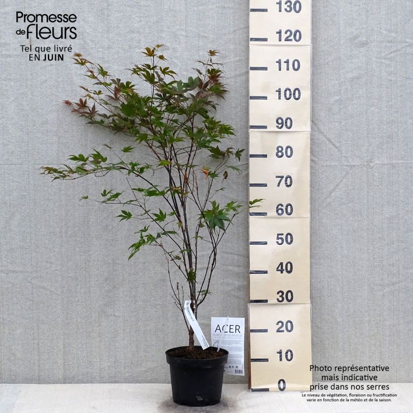 Exemplar von Fächerahorn Atropurpureum - Acer palmatum Topf mit 2L/3L wie im Sommer geliefert