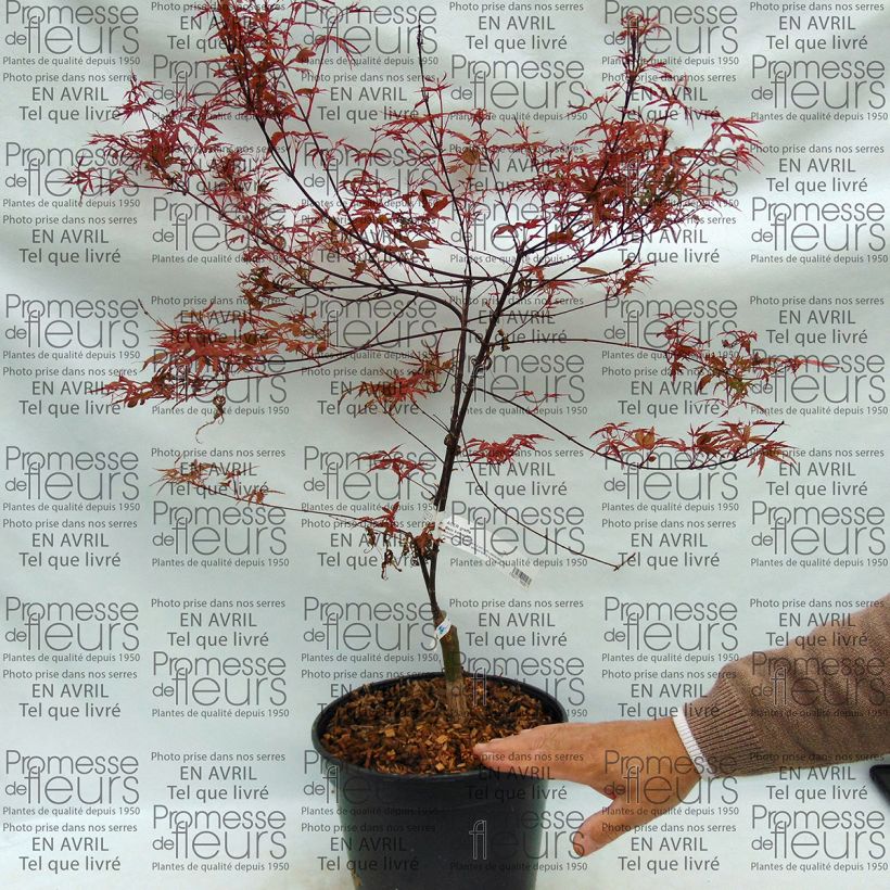Example of Fächerahorn Beni Komachi - Acer palmatum Topf mit 4L/5L as you get
