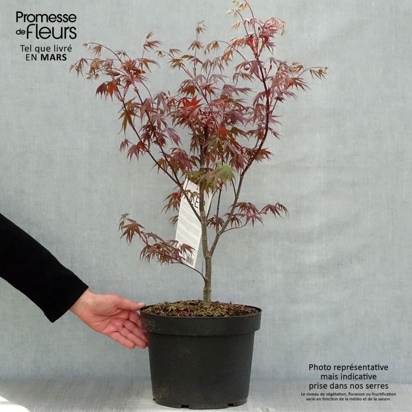 Example of Fächerahorn Bloodgood - Acer palmatum Topf mit 7,5L/10L as you get in printemps