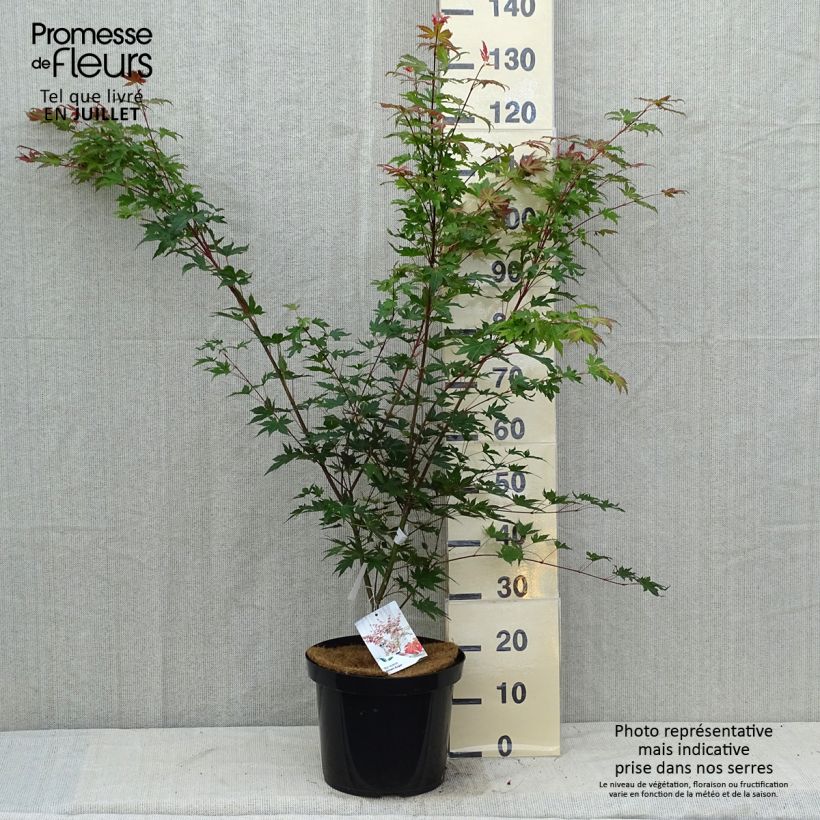 Exemplar von Fächerahorn Brown Sugar - Acer palmatum Topf mit 7,5L/10L wie im Sommer geliefert