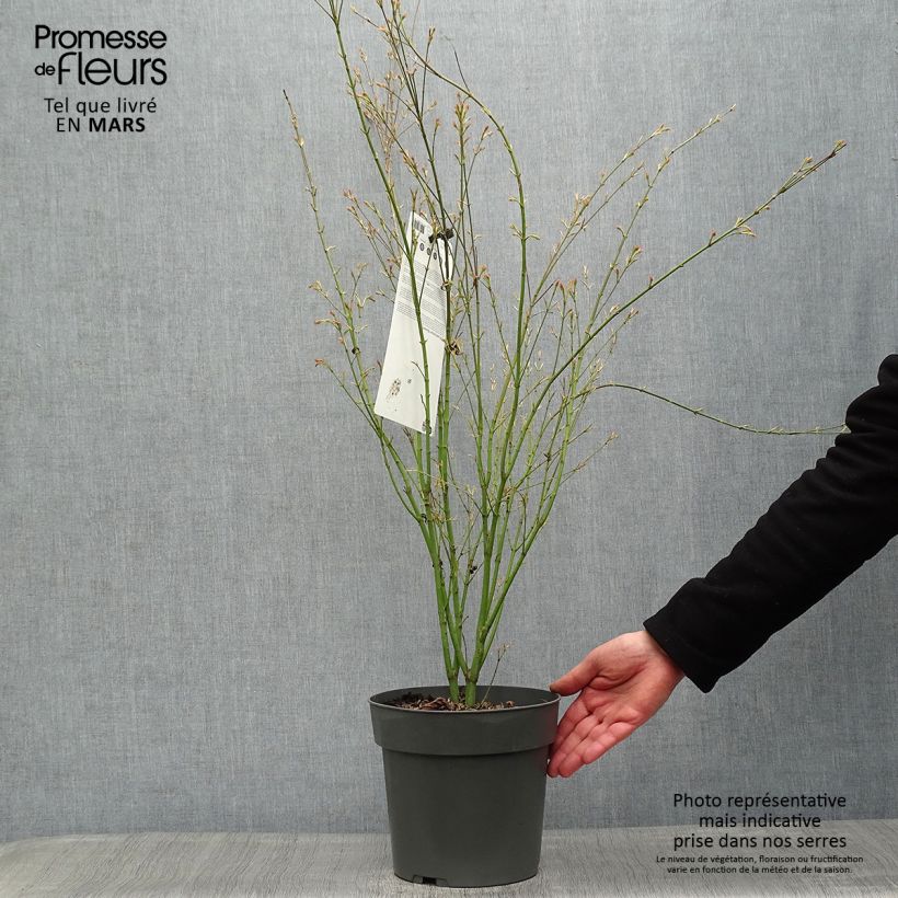 Example of Fächerahorn Butterfly - Acer palmatum Topf mit 4L/5L as you get in printemps