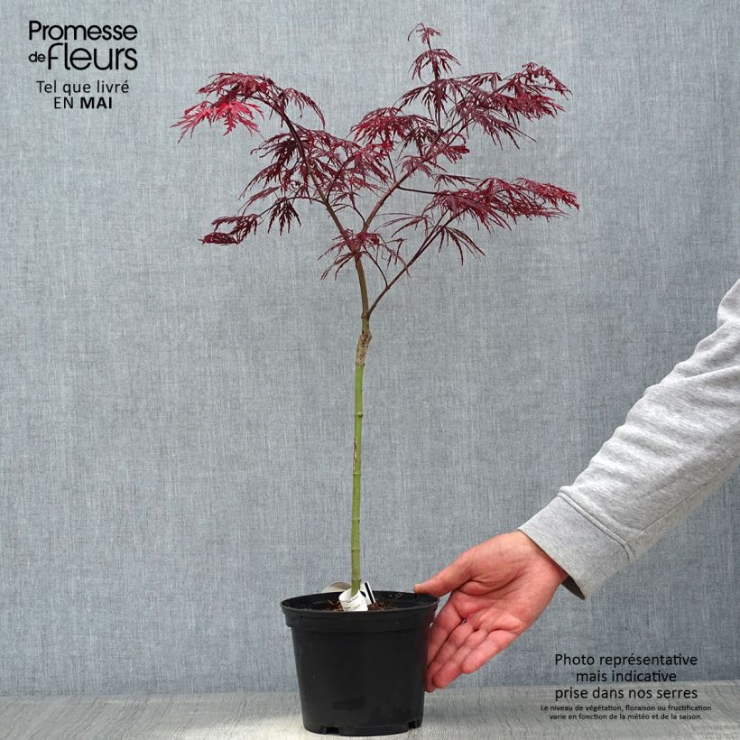 Example of Fächerahorn Crimson Queen - Acer palmatum Topf mit 2L/3L as you get in printemps