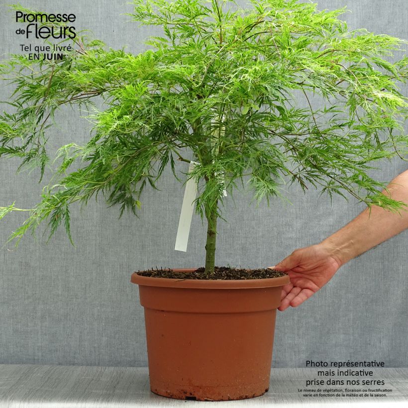 Exemplar von Fächerahorn Dissectum - Acer palmatum Topf mit 7,5L/10L wie im Sommer geliefert