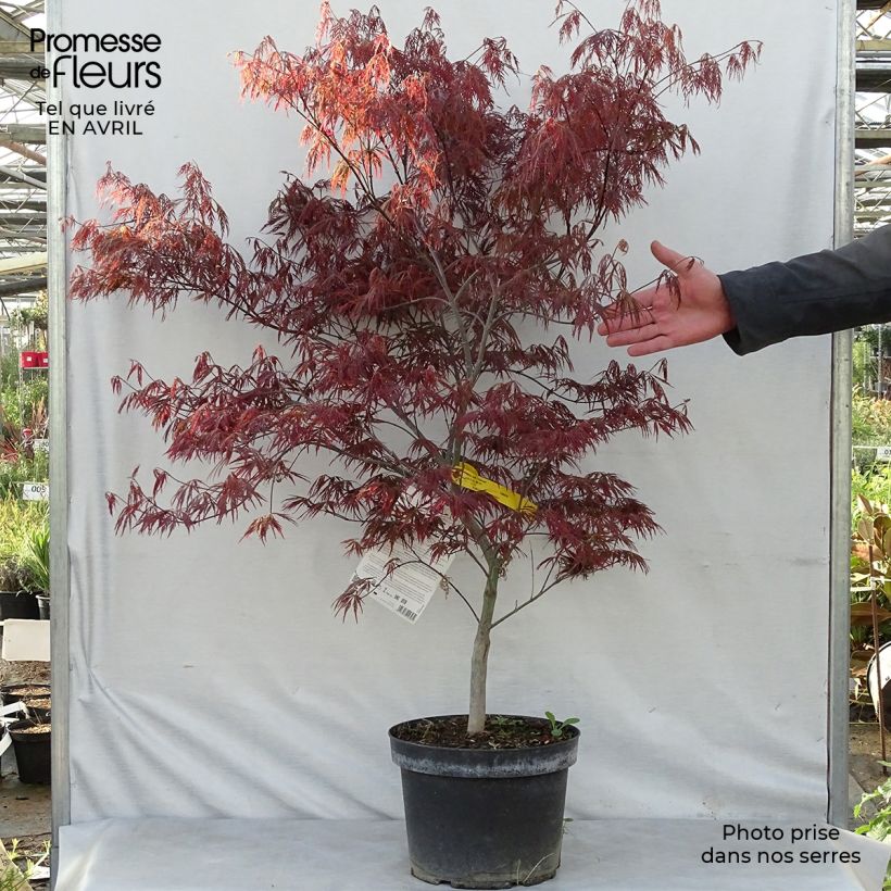 Exemplar von Fächerahorn Dissectum Garnet - Acer palmatum Topf mit 6L/7L wie im Frühjahr geliefert