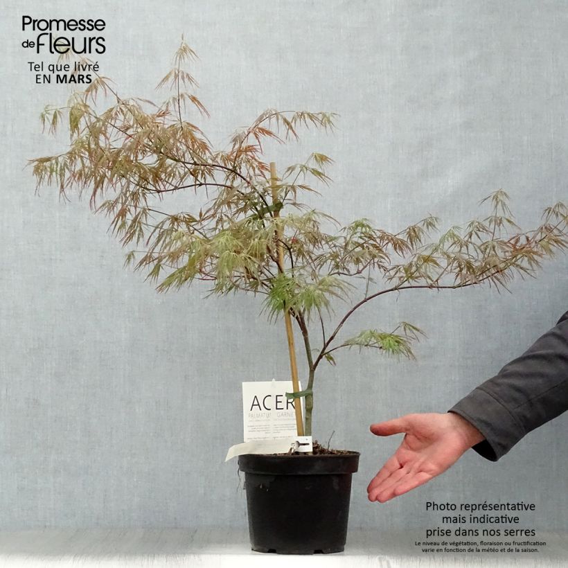 Exemplar von Fächerahorn Dissectum Garnet - Acer palmatum Topf mit 3L/4L wie im Frühjahr geliefert