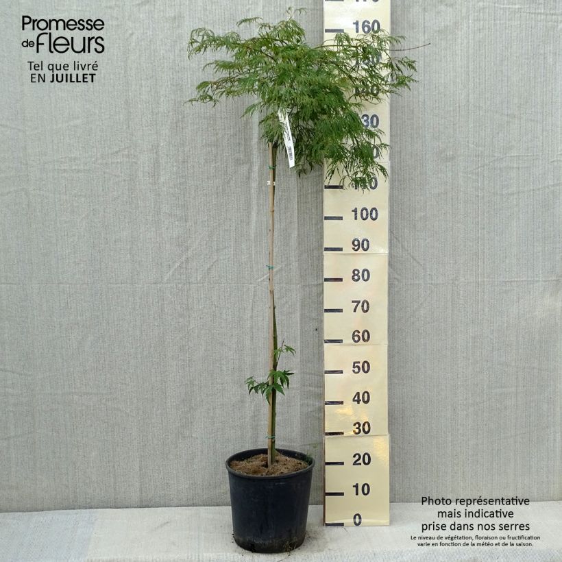 Exemplar von Fächerahorn Dissectum Viridis - Acer palmatum Topf mit 12L/15L, Stamm wie im Sommer geliefert