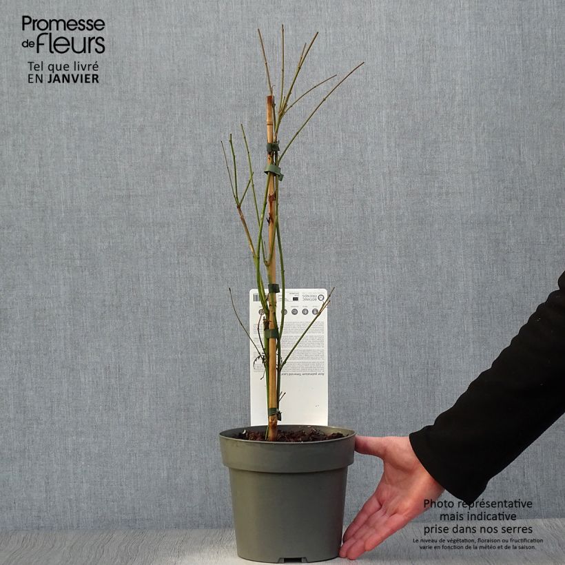 Example of Fächerahorn Emerald Lace - Acer palmatum Topf mit 7,5L/10L as you get in hiver