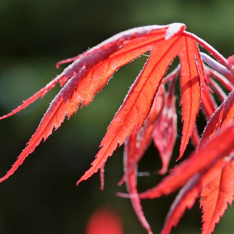 Fächerahorn Dissectum Inaba-Shidare - Acer palmatum (Foliage)