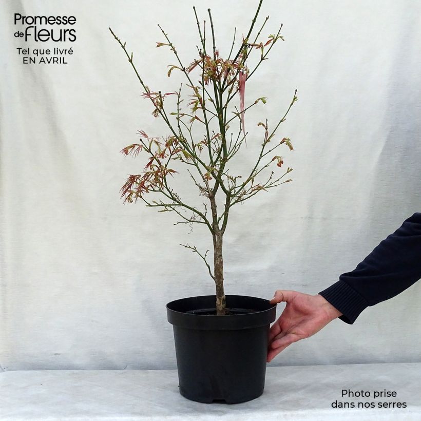 Example of Fächerahorn Red Pygmy - Acer palmatum Topf mit 3L/4L as you get in printemps