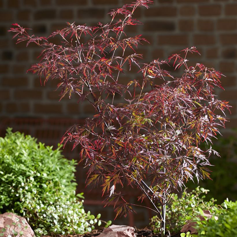 Fächerahorn Royal Garnet - Acer palmatum (Plant habit)