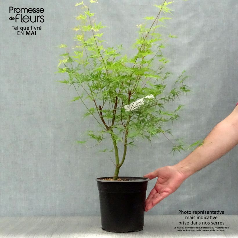Example of Fächerahorn Seiryu - Acer palmatum Topf mit 3L/4L as you get in printemps