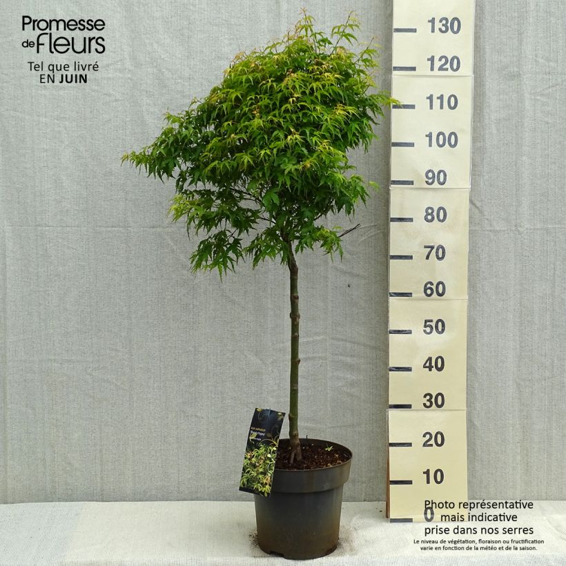 Exemplar von Fächerahorn Sharp's Pygmy - Acer palmatum Topf mit 7,5L/10L, Stamm wie im Frühjahr geliefert