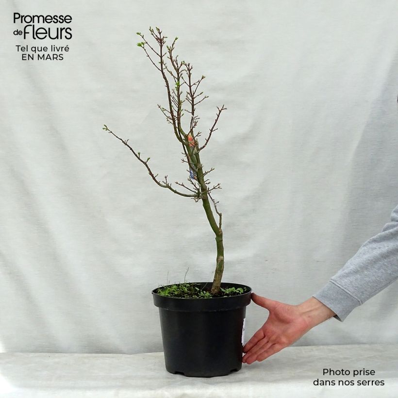 Exemplar von Fächerahorn Shishigashira - Acer palmatum Topf mit 7,5L/10L wie im Frühjahr geliefert