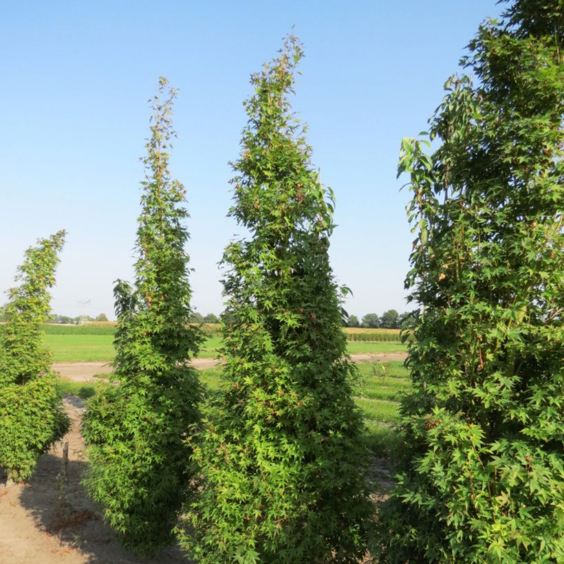 Fächerahorn Tsukasa Silhouette - Acer palmatum (Wuchs)